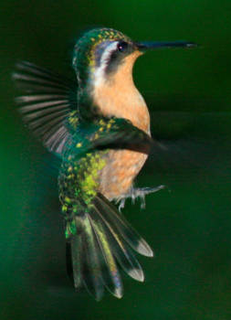 Montezuma en Mal País - Pure schoonheid