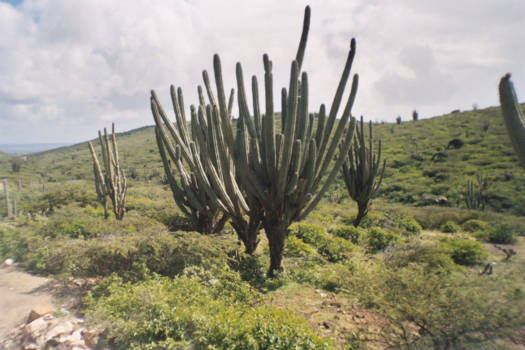 Aruba - Nostalgic View