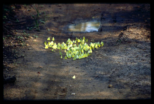 Costa Rica - Lemon butterflies