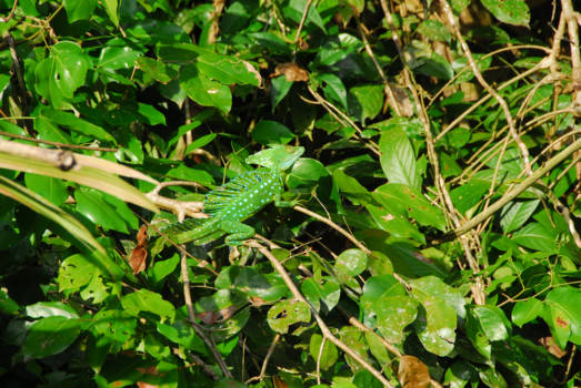Costa Rica - zoekplaatje