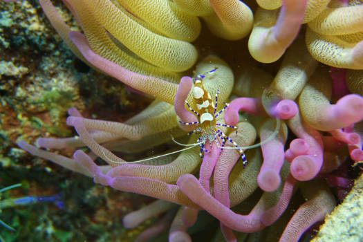 Bonaire - Cleaner shrimp