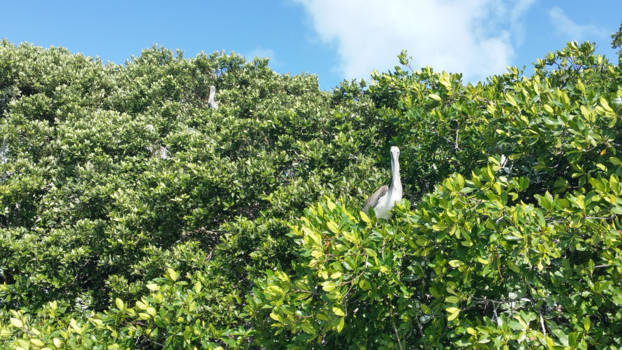 Mexico - Tropische vogels