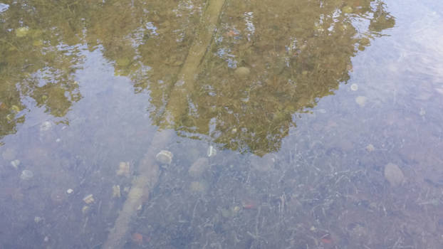 Mexico - Kwallen