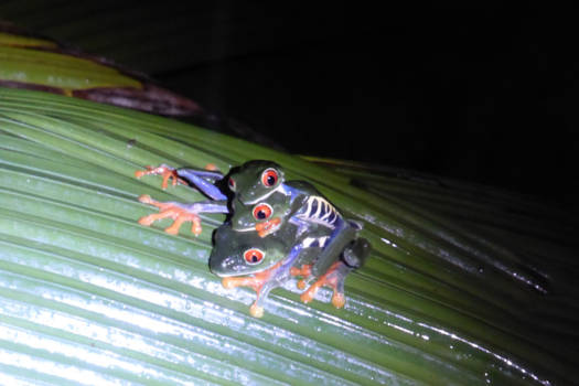 Costa Rica - De kikkers blijven plakken..
