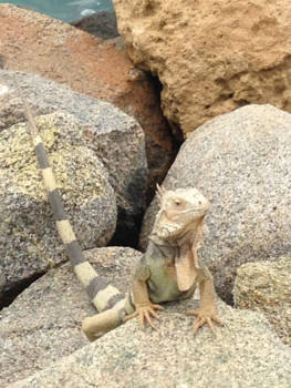 Oranjestad - Sta ik er zo goed op?