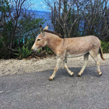 Bonaire - Donkey