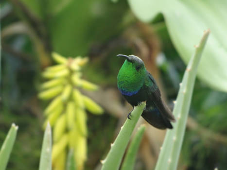 Sint Maarten - Kolibrie op Sint Maarten