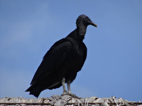Panama - Om te gieren!