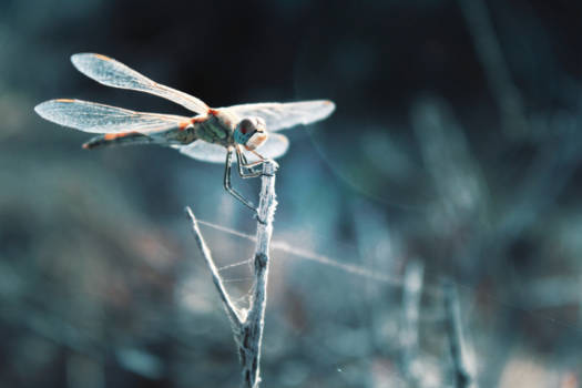 La Palma - Ontdekking