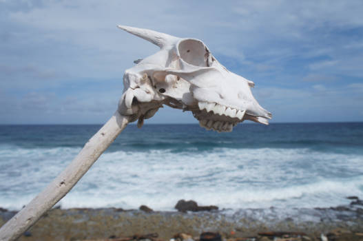 Bonaire - zon zee en .............