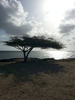 Aruba - Divi-divi boom.