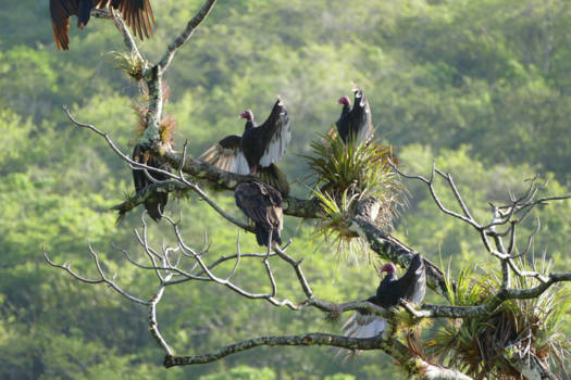 Cuba - Gieren op Cuba eiland