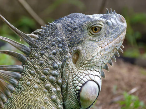 Costa Rica - Leguaan in Tortuguero Nationaal Park in Costa Rica