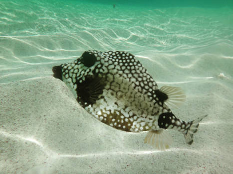 Bonaire - Spotted Trunkfish