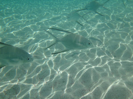 Bonaire - Wayaka beach