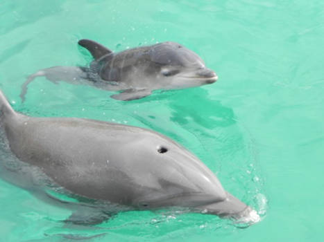 Curaçao - Dolphin Academy