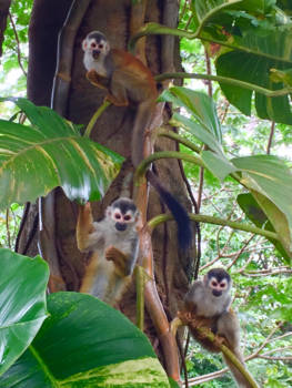 Costa Rica - Aapjes kijken!