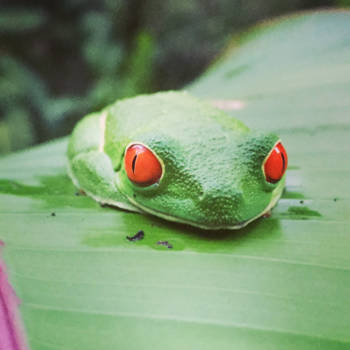 Costa Rica - Red Eyed Frog
