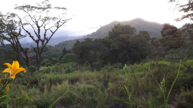 Boquete - Yellow lily "walking on air",Boquete's pure morning view