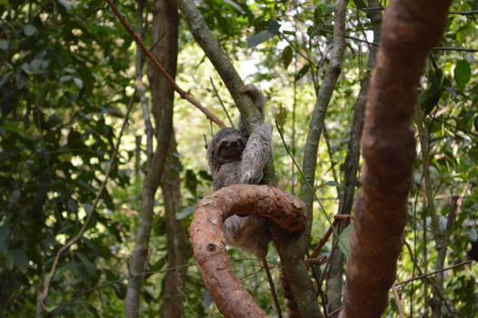 Costa Rica - Baby Luiaard in Manuel Antonio