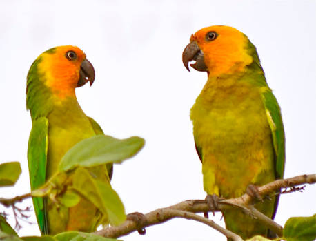 Bonaire - Een paartje bedreigde geelvleugelamazone papegaaien op Bonaire