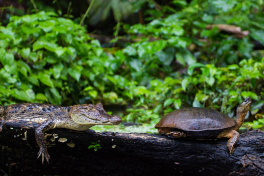 Costa Rica - Kijk niet achterom