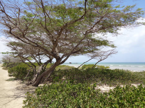 Aruba - scheepswrak ss antilla tussen de bomen door