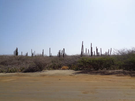 Aruba - natuur rondom california lighthouse