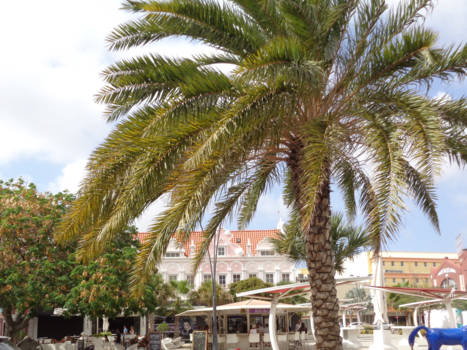 Aruba - mooie gevels in oranjestad