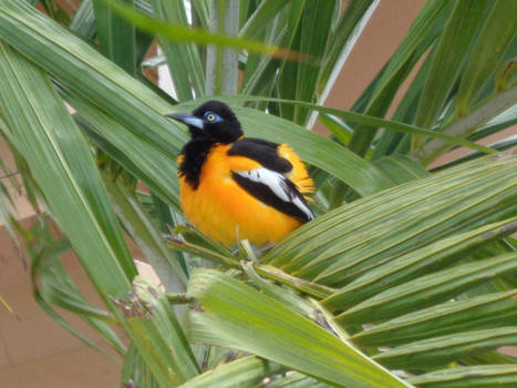 Aruba - de troepiaal