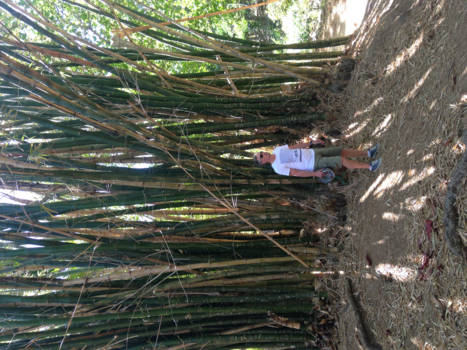 Trinidad (Cuba) - Cubano park