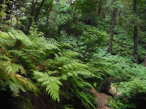La Palma - Groot varen bos