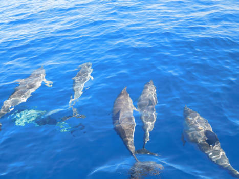 La Palma - Dolfijnen