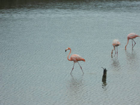 Curaçao - Flamingo's