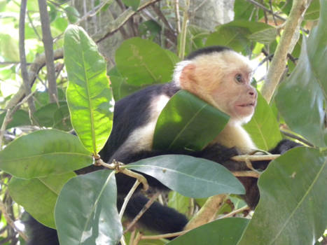 Manuel Antonio National Park - Me and my monkey