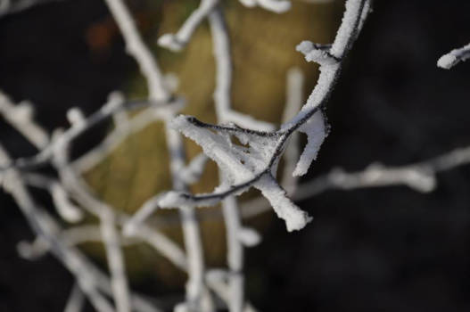 Costa Rica - Ook de kleine details zijn prachtig....