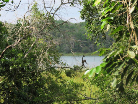 Mexico - Monkeybusiness: de jungle van Mexico