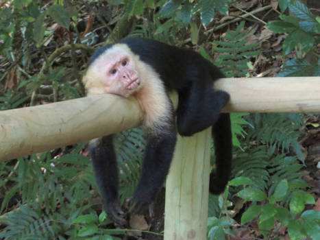 Cahuita National Park - Hij wordt pas actief als je iets uit je tas probeert te pakken