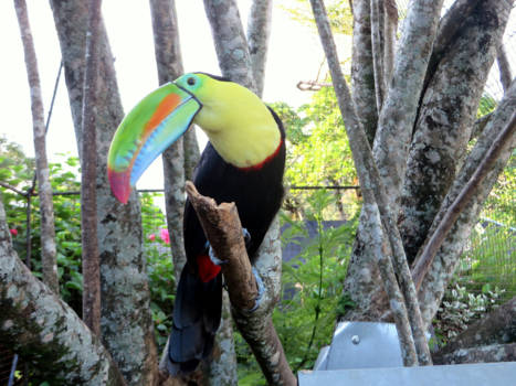 Cahuita National Park - De snavel verteld al genoeg verhalen