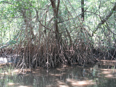 Costa Rica - Oerwoud