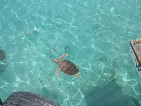 Curaçao - food en fun