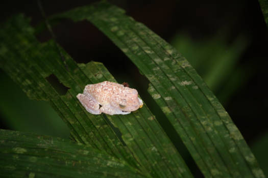 Costa Rica - Pura vida