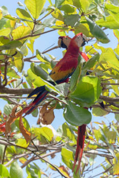 Corcovado National Park