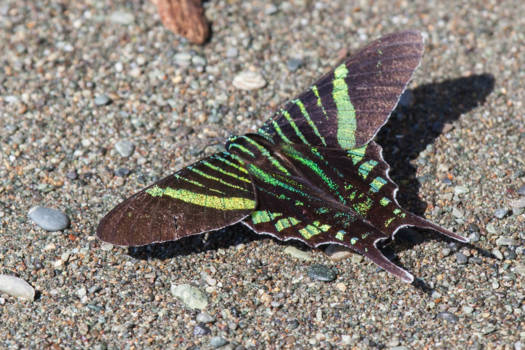 Corcovado National Park