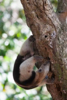 Corcovado National Park