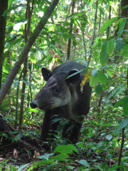 Corcovado National Park