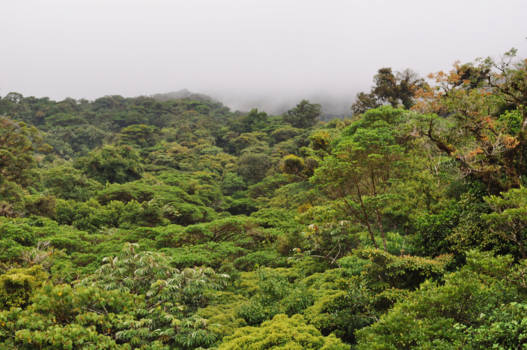 Costa Rica - wat een groene en rustige omgeving