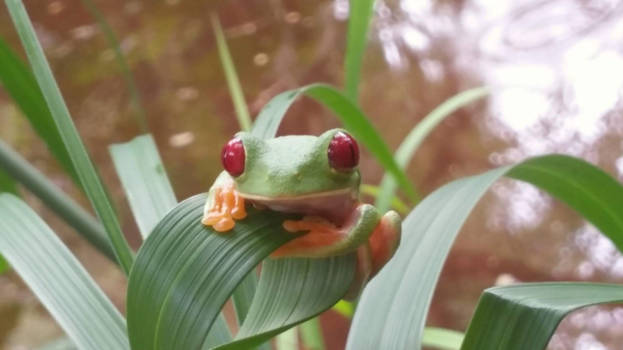 Costa Rica - Costa Ricaanse kikker!