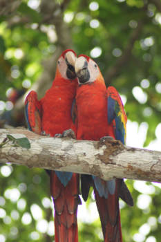 Costa Rica - All you need is love!