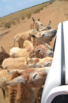 Bonaire - donkey sanctuary